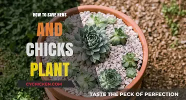 Saving Hens and Chicks: Essential Care Tips for Healthy Succulents