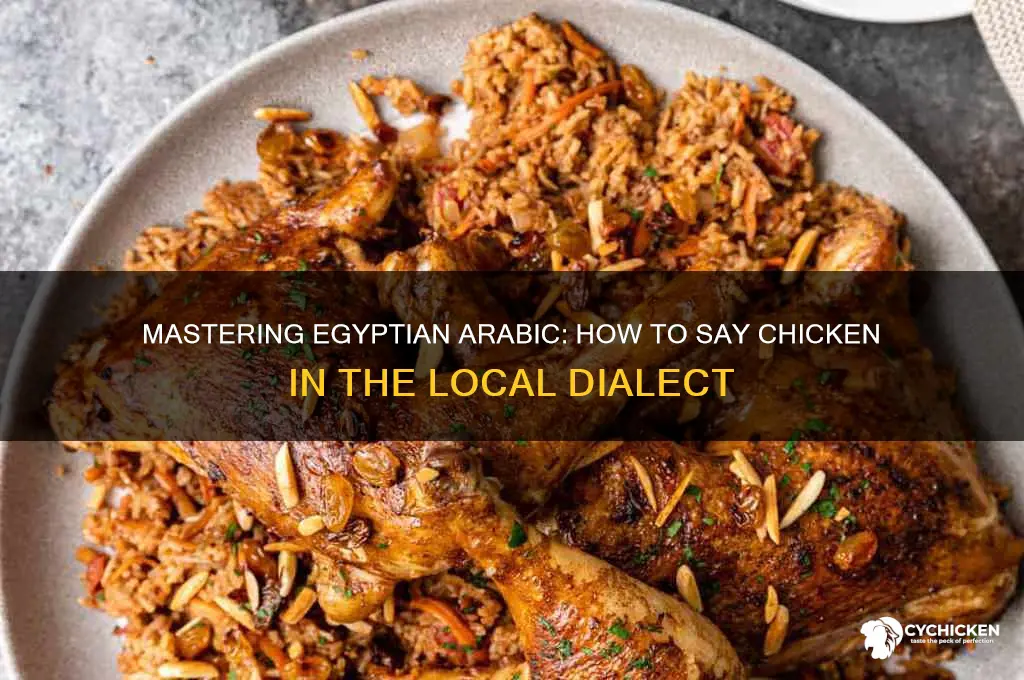 how to say chicken in egyptian arabic