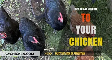 Saying Goodbye to Your Chicken: A Compassionate Farewell Guide