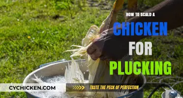 Mastering Chicken Scalding: A Step-by-Step Guide for Easy Plucking