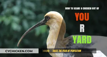 Scaring Chickens: Easy Tricks to Keep Them Away