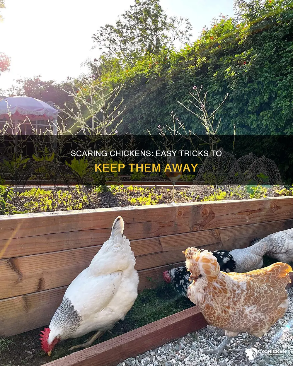 how to scare a chicken out of you r yard