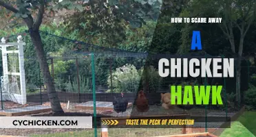Effective Strategies to Safely Deter Chicken Hawks from Your Coop