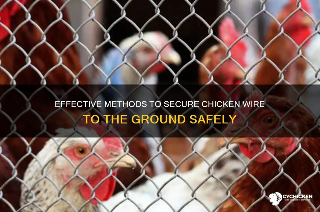 how to secure chicken wire to the ground