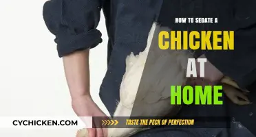 Safe and Simple Ways to Sedate Your Chicken at Home