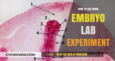 Exploring Chick Embryo Development: A Step-by-Step Lab Experiment Guide