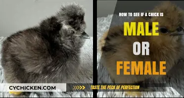 Identifying Chick Gender: Quick and Easy Guide