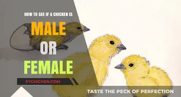Identifying Chickens: Male or Female?