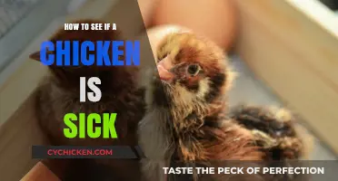 Spotting Sick Chickens: Essential Signs and Symptoms to Watch For