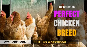 Choosing the Ideal Chicken Breed: A Comprehensive Guide for Beginners