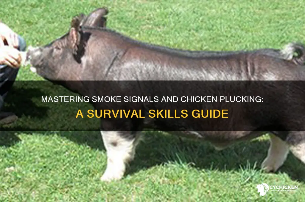 how to send smoke signals pluck a chicken