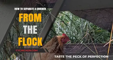 Safely Separating a Chicken: Tips for Isolating Birds from the Flock