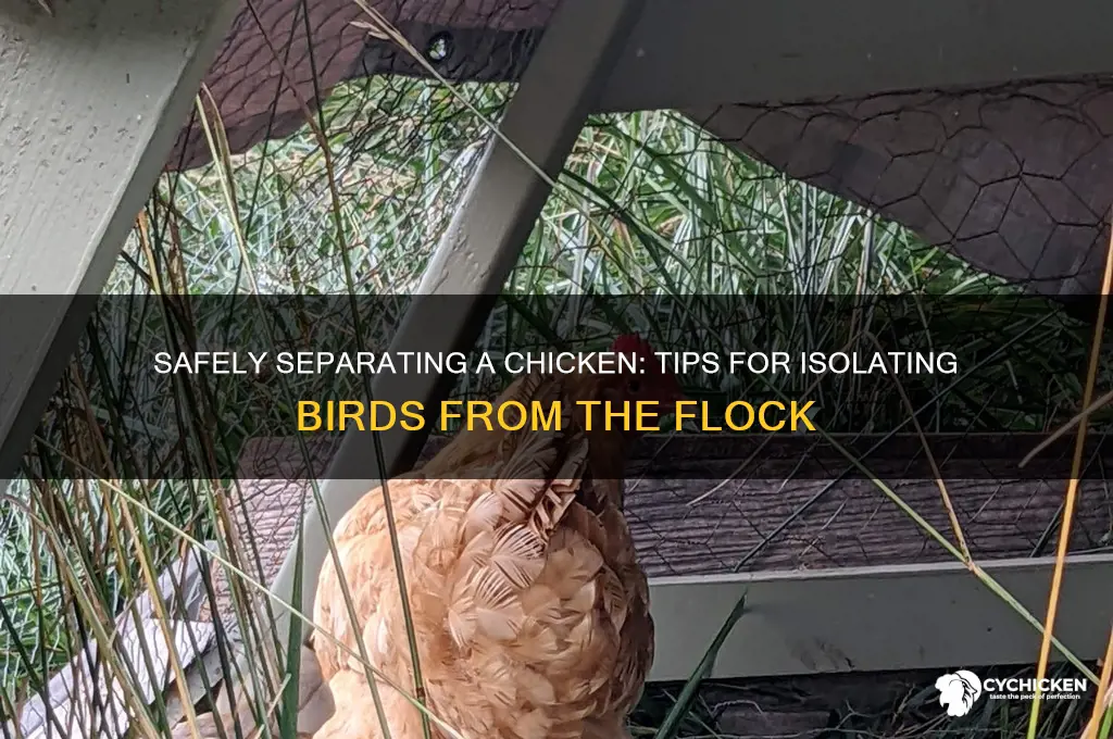 how to separate a chicken from the flock