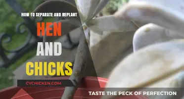 Mastering Hen and Chicks Propagation: A Step-by-Step Separation and Replanting Guide