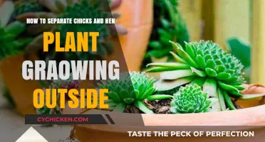 Separating Chicks and Hens: Outdoor Gardening Guide