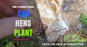 Easy Guide to Separating Chicks and Hens Plants Successfully