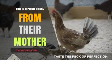 Safely Separating Chicks from Their Mother: A Step-by-Step Guide