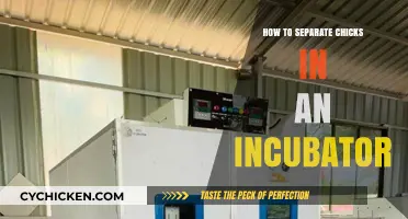 Effective Methods for Separating Chicks in an Incubator Safely
