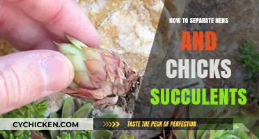 Easy Steps to Separate and Propagate Hens and Chicks Succulents