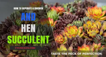 Mastering the Art of Separating Chicken and Hen Succulents: A Guide