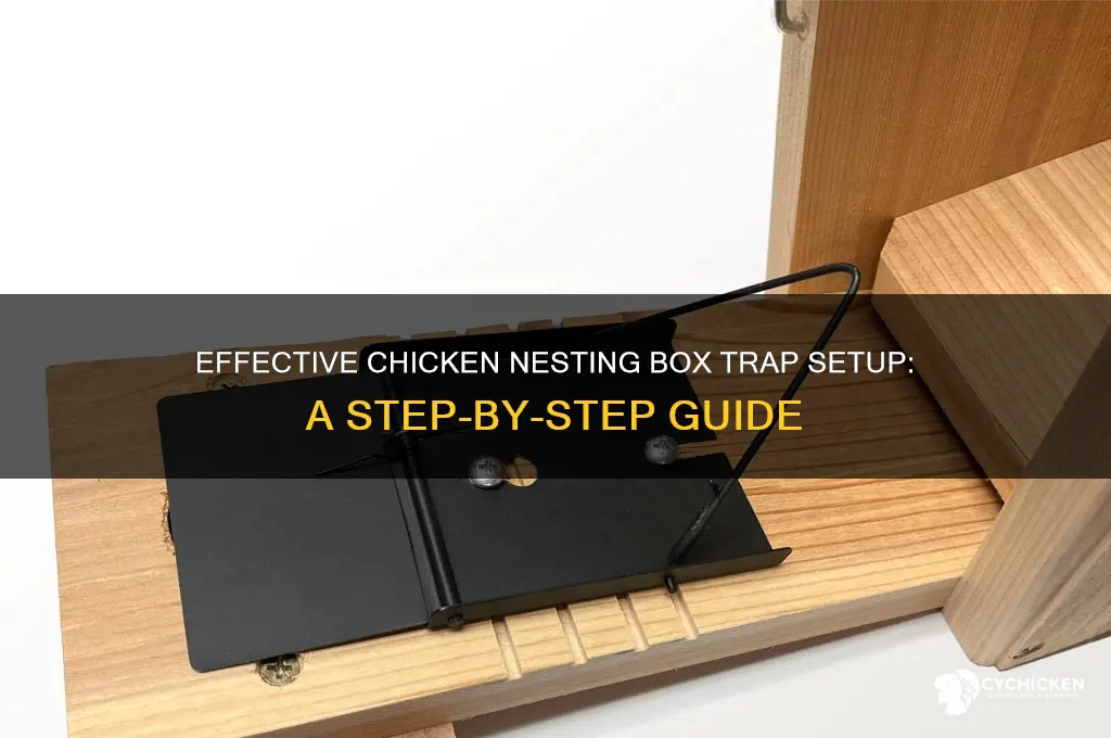 how to set a chicken nesting box trap