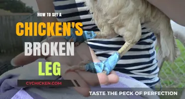 Healing Your Hen: A Guide to Setting a Chicken's Broken Leg
