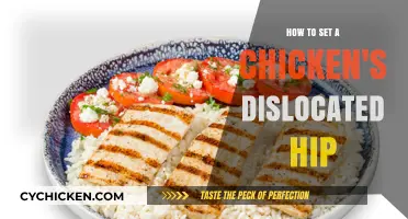 Quick Guide to Safely Resetting a Chicken's Dislocated Hip