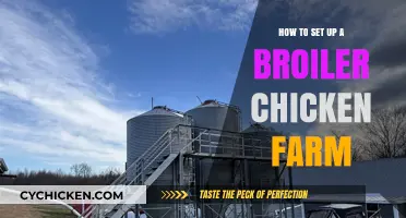 Step-by-Step Guide to Establishing a Successful Broiler Chicken Farm