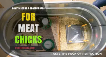 Setting Up a Brooder Area for Meat Chicks