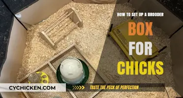 Setting Up a Brooder Box for Chicks