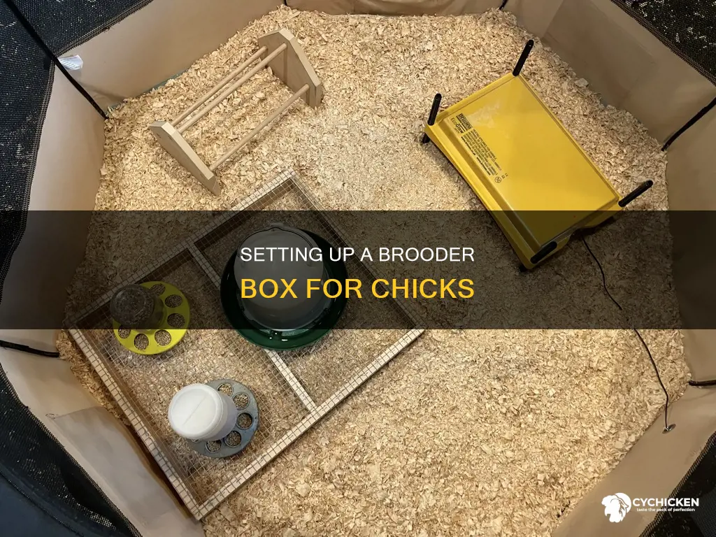 how to set up a brooder box for chicks