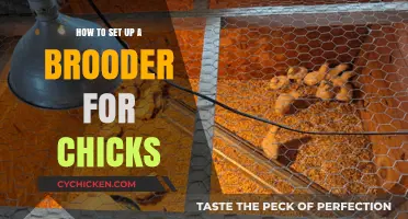 Essential Steps to Create a Safe and Cozy Chick Brooder Setup