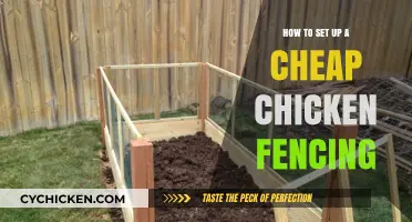 Affordable Chicken Fencing: Easy DIY Setup for Your Flock