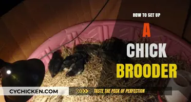 Essential Steps for Setting Up a Safe Chick Brooder