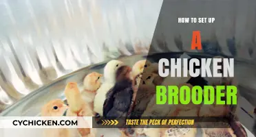 Essential Steps for Setting Up a Cozy Chicken Brooder
