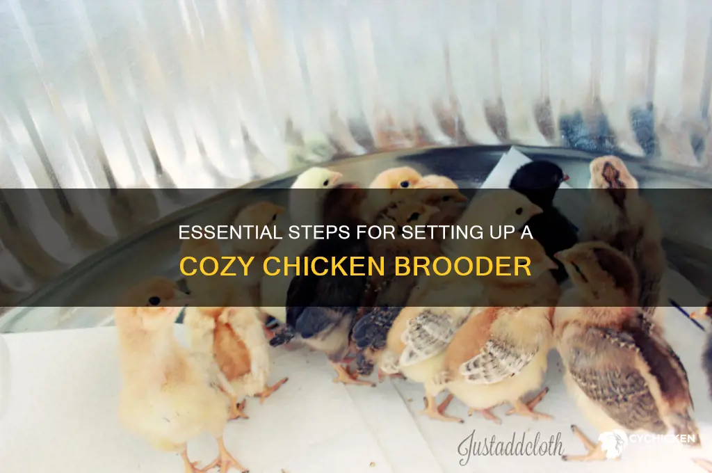 how to set up a chicken brooder