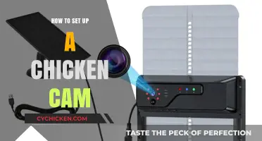 Setting Up a Chicken Cam: A Step-by-Step Guide for Poultry Enthusiasts