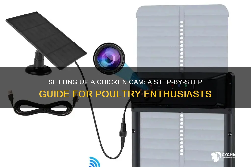 how to set up a chicken cam