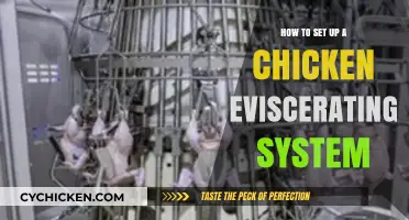 Efficient Chicken Processing: Setting Up Your Eviscerating System