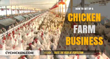 Starting a Profitable Chicken Farm: A Comprehensive Business Setup Guide