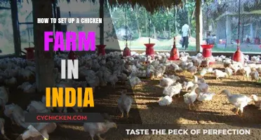 Setting Up a Chicken Farm in India: A Guide