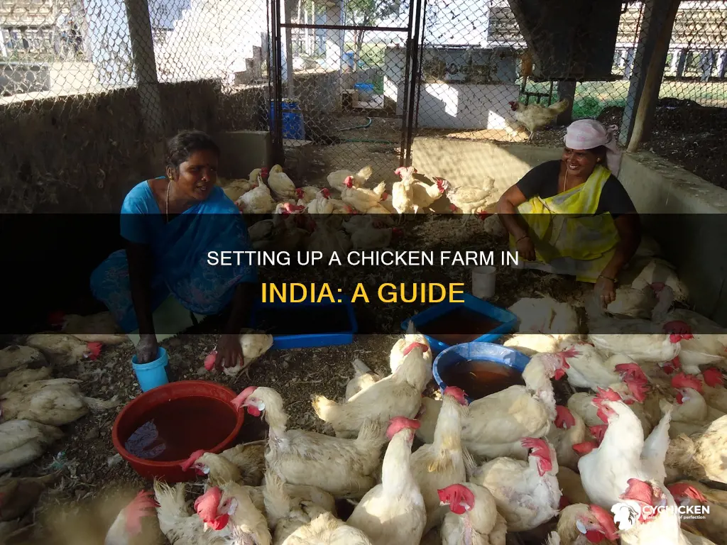 how to set up a chicken farm in india