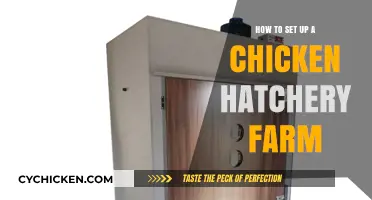 Starting Your Chicken Hatchery Farm: A Comprehensive Setup Guide