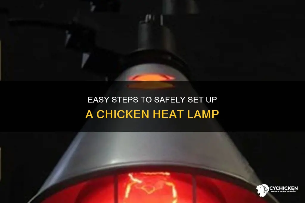 how to set up a chicken heat lamp