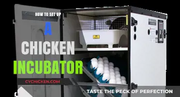 Easy Steps to Set Up a Chicken Incubator for Hatching Success