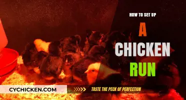 Building the Perfect Chicken Run: A Step-by-Step Guide