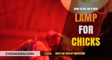 Setting Up a Heat Lamp for Chicks: A Step-by-Step Guide