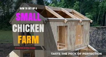Start Your Own Chicken Farm: A Beginner's Guide to Setup