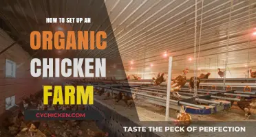 Sustainable Farming: A Step-by-Step Guide to Organic Chicken Farming