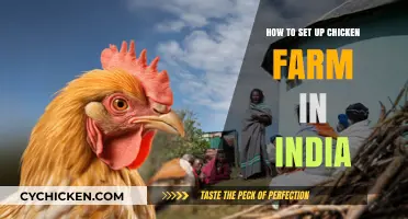 Complete Guide to Starting a Profitable Chicken Farm in India
